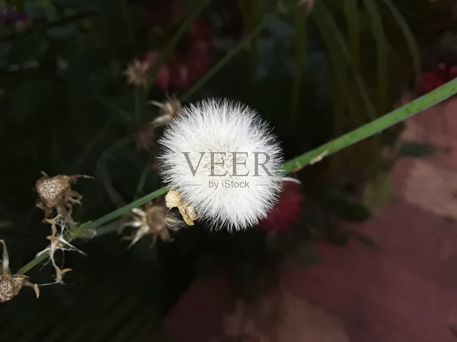 野生白花照片摄影图片