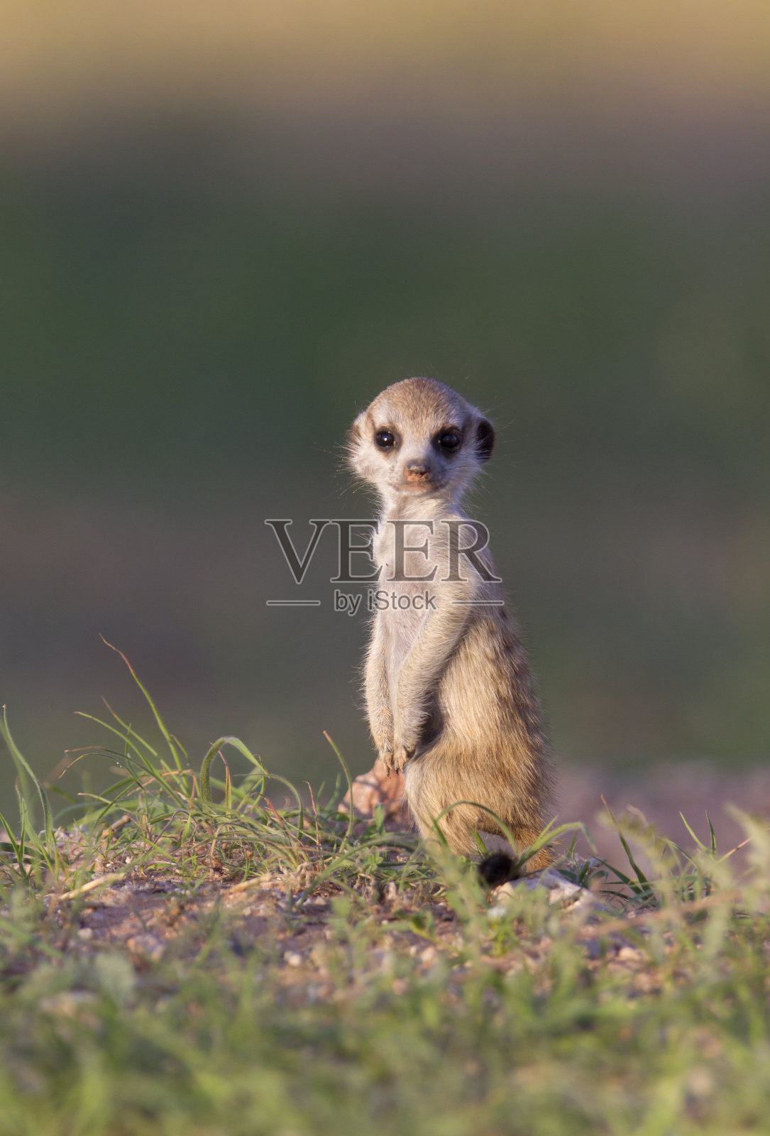 猫鼬照片摄影图片