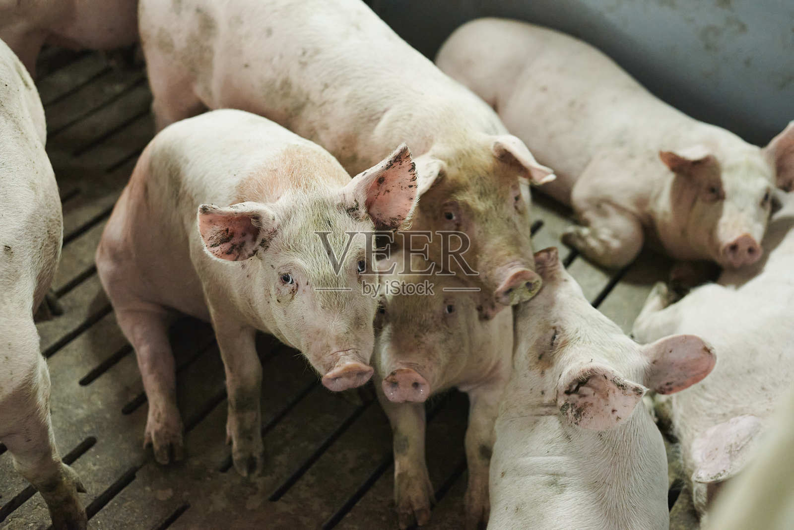 猪的农场照片摄影图片