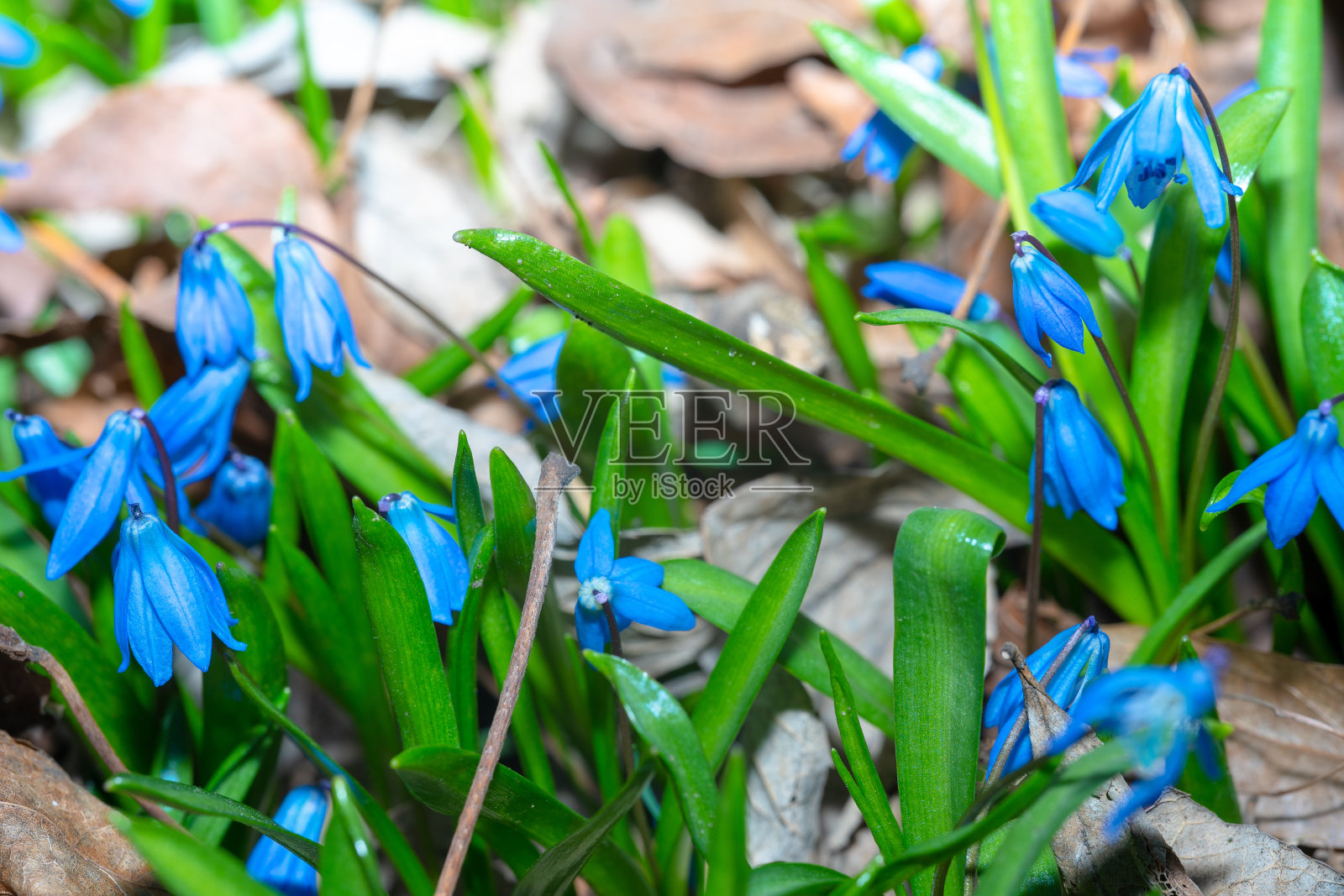 春花从干燥的叶子中生长出来照片摄影图片