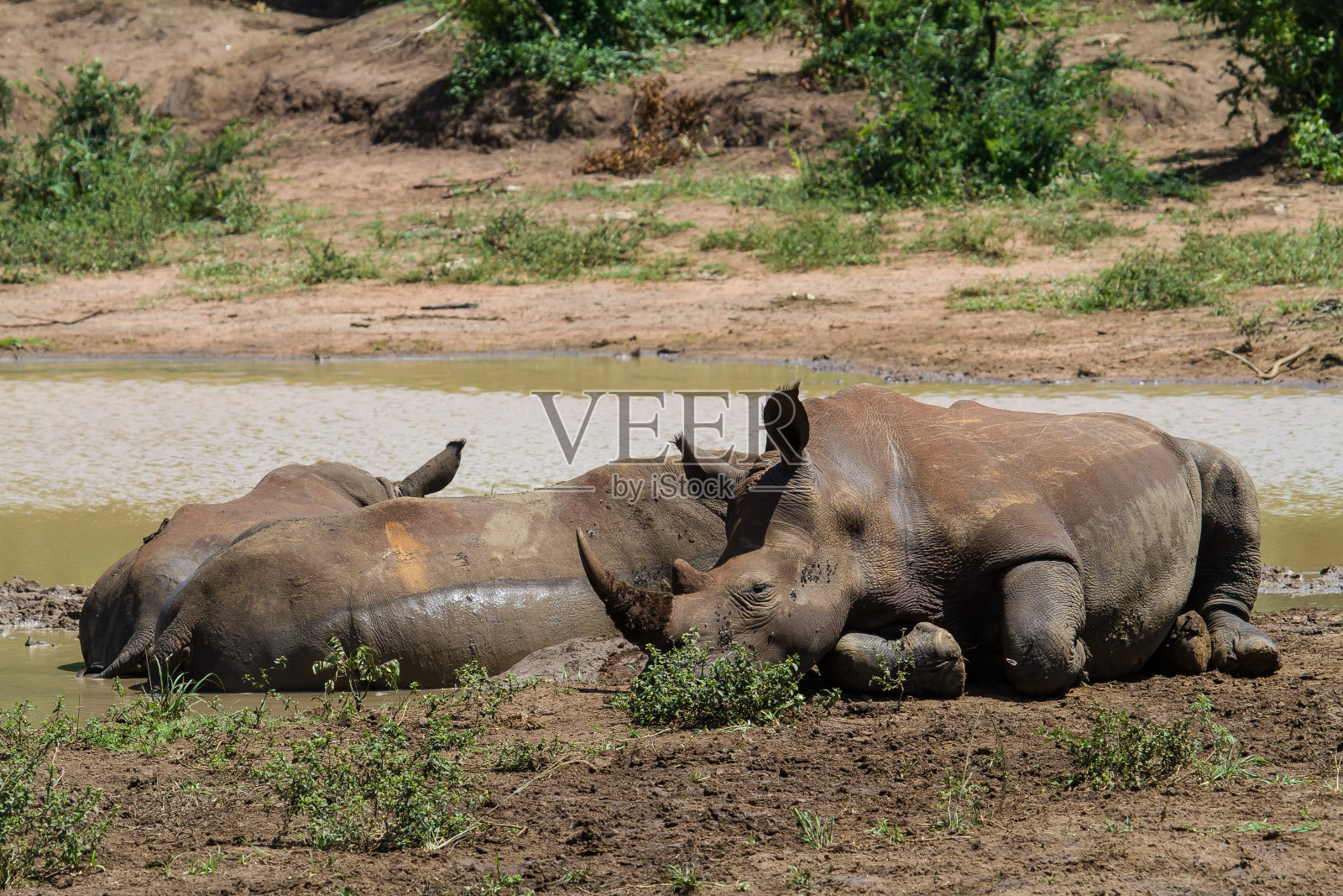白犀牛在泥里打滚照片摄影图片