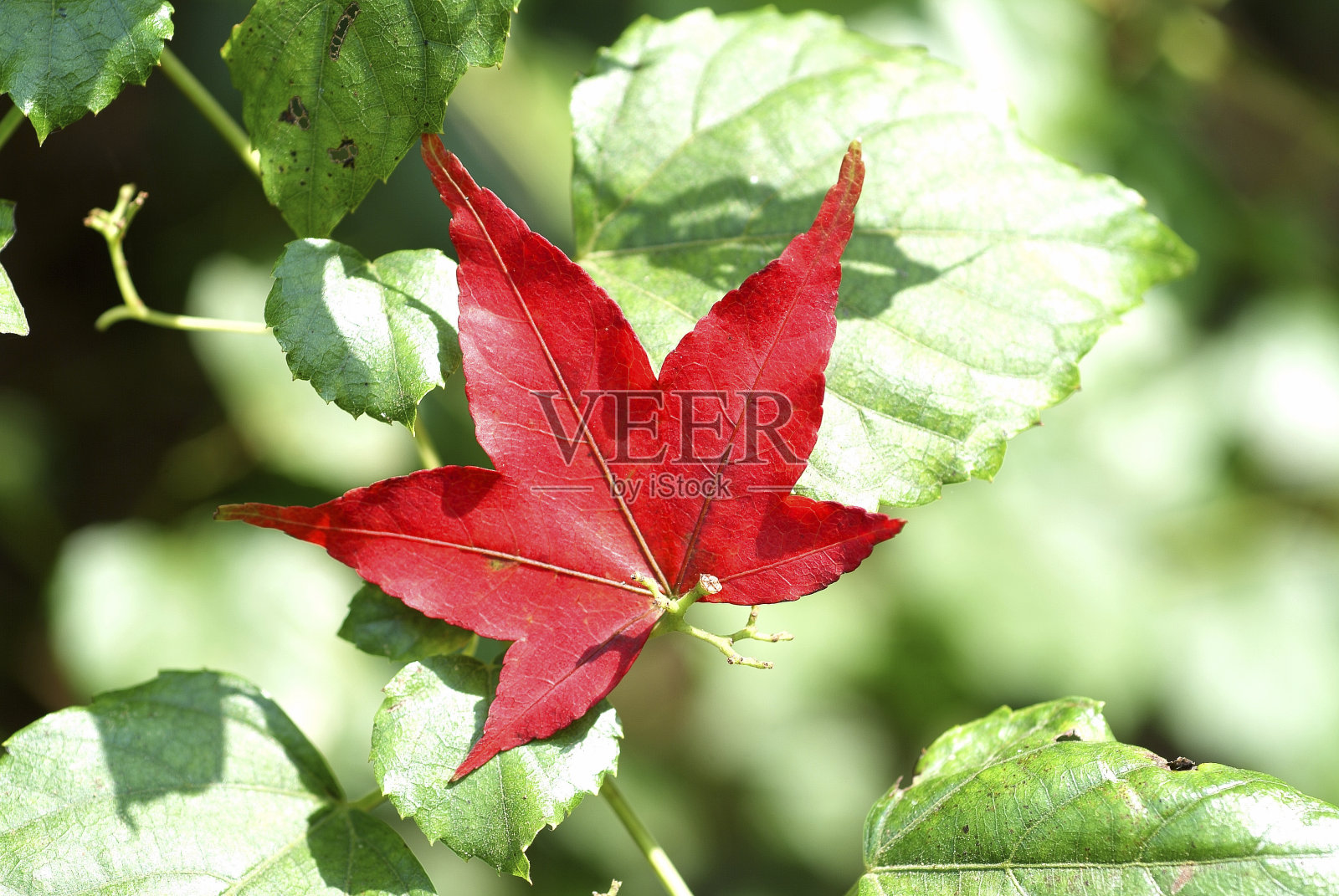 高角度拍摄的红色枫叶上的绿色叶子照片摄影图片