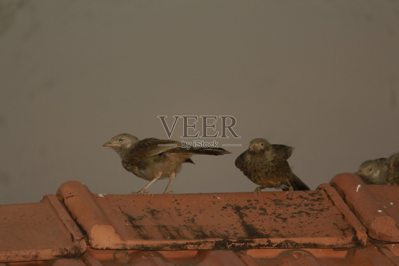 Babblers不祥照片摄影图片