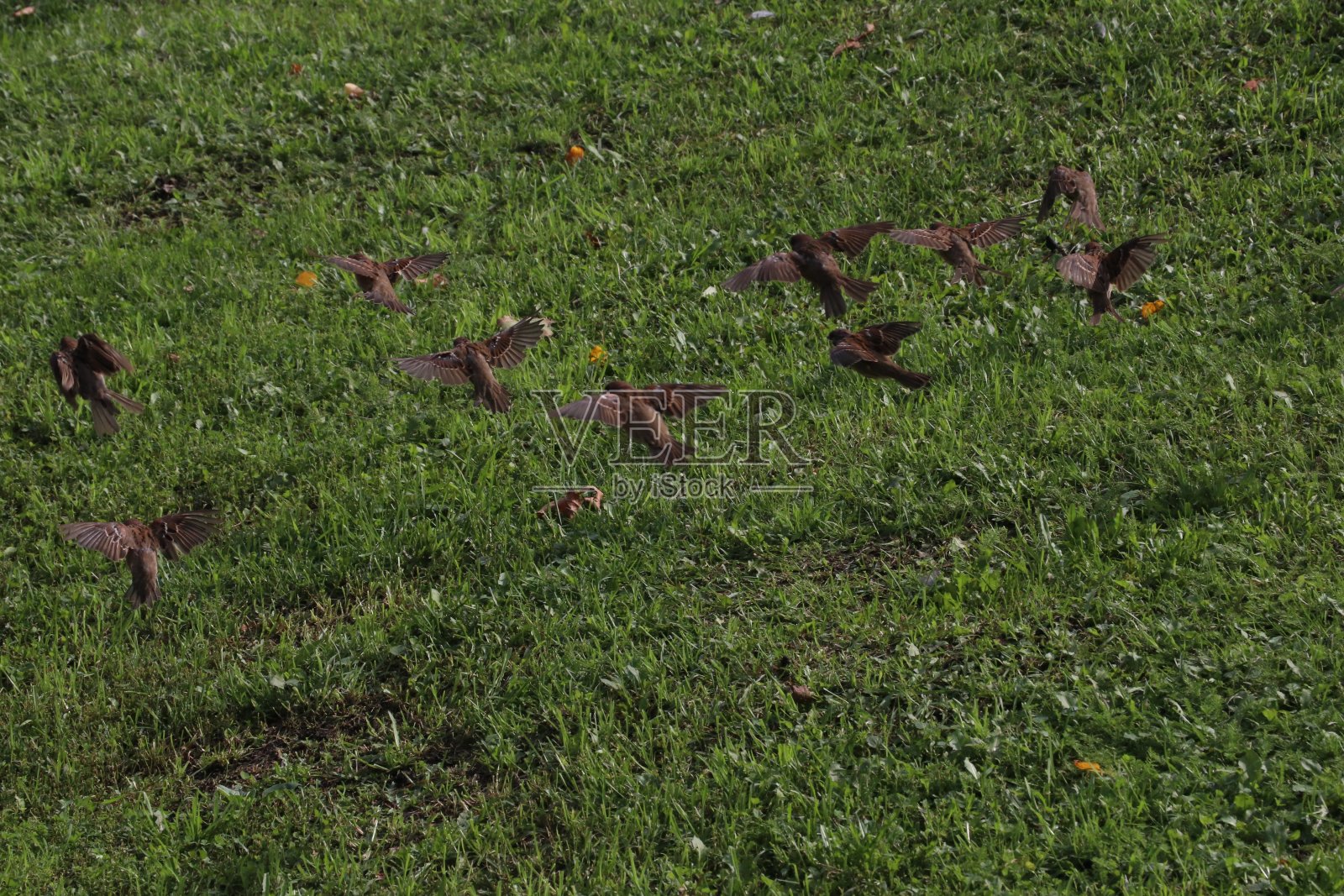 城里有一群鸟照片摄影图片