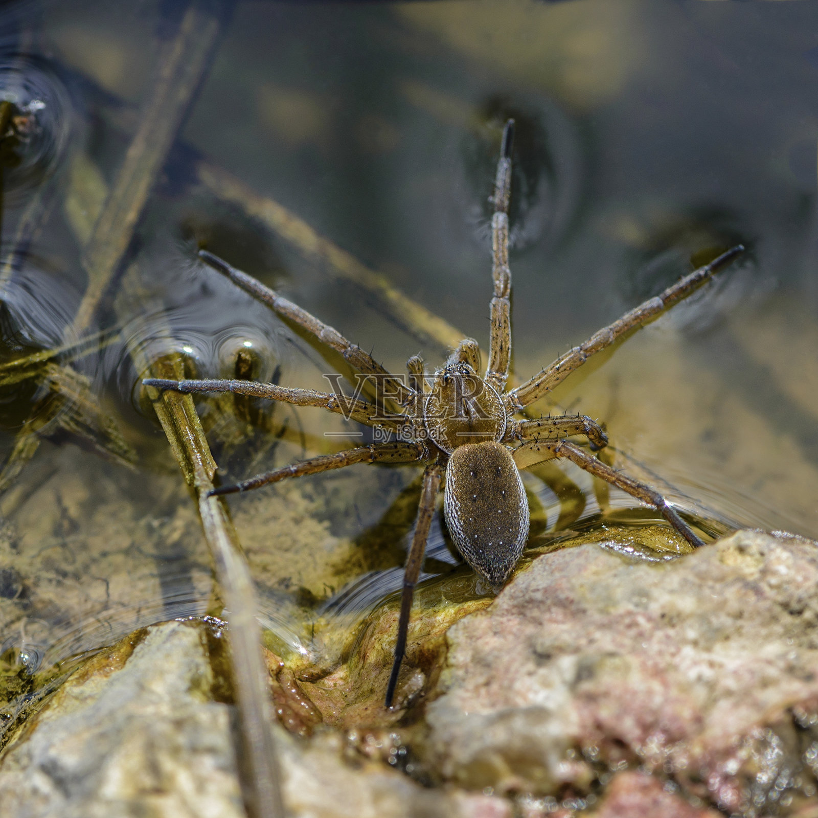 蜘蛛猎人边缘位于水面上照片摄影图片