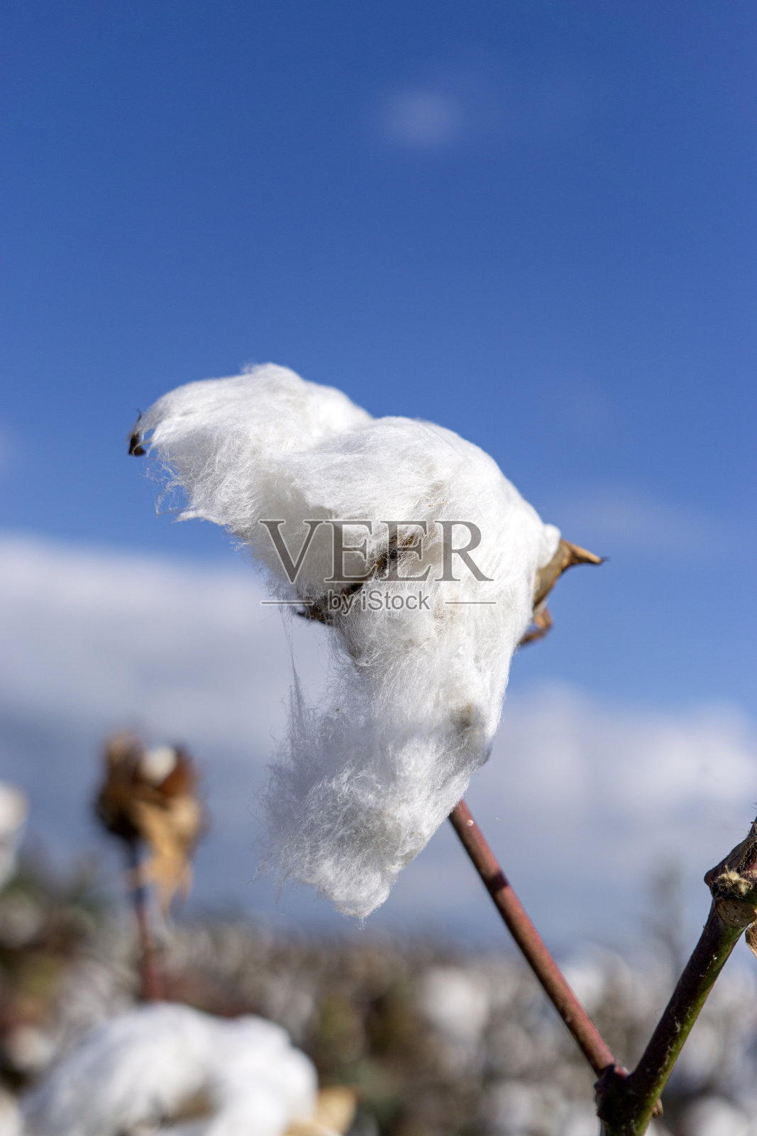 田野里成排的白色成熟棉花照片摄影图片