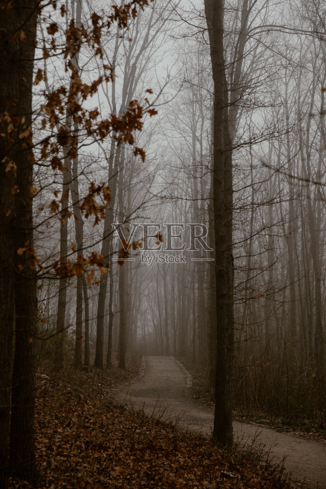 路在森林里，带着一种阴沉的雾霭心情照片摄影图片