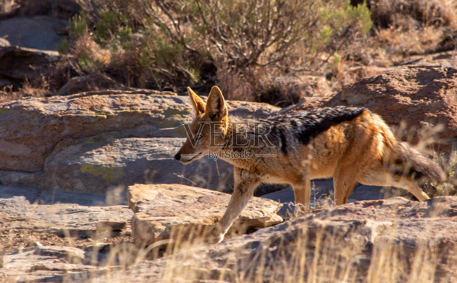 黑豹背对着胡狼向左跑去照片摄影图片