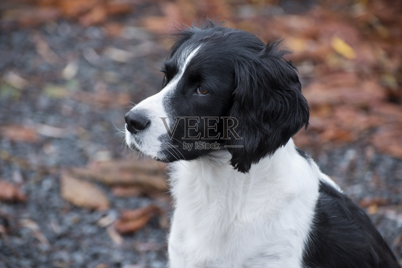 一个散焦背景的西班牙猎犬的肖像。照片摄影图片