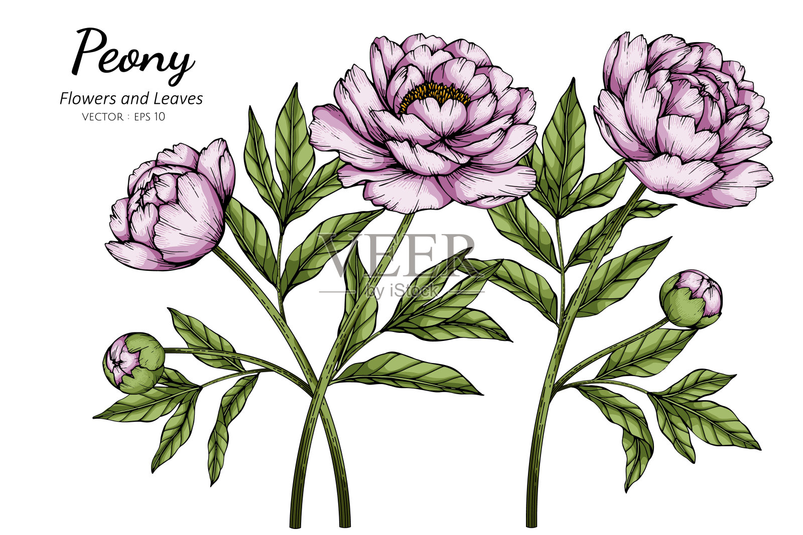 粉红色牡丹花和叶子插图与线条艺术在白色的背景。插画图片素材