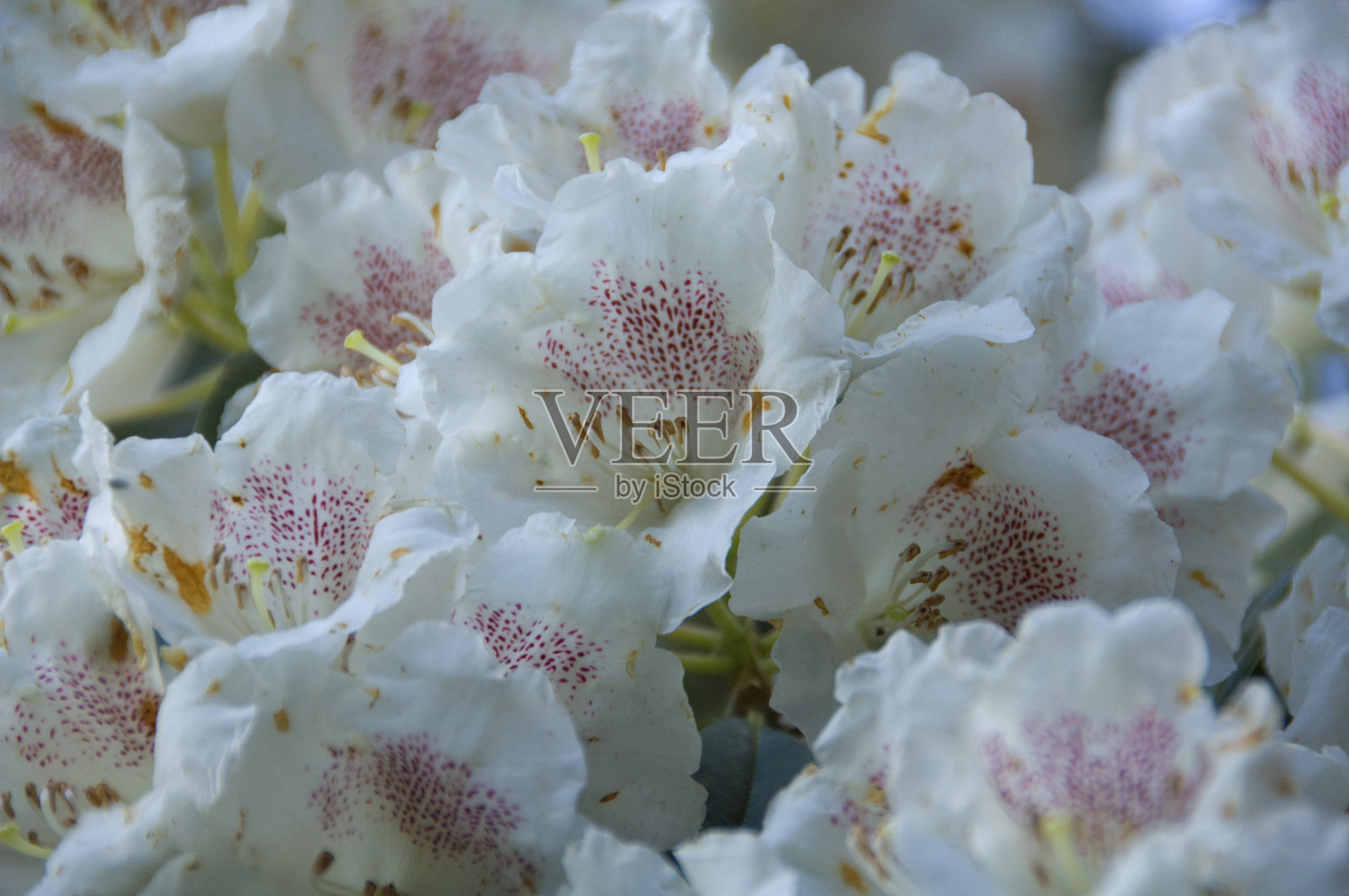 台湾高山杜鹃照片摄影图片