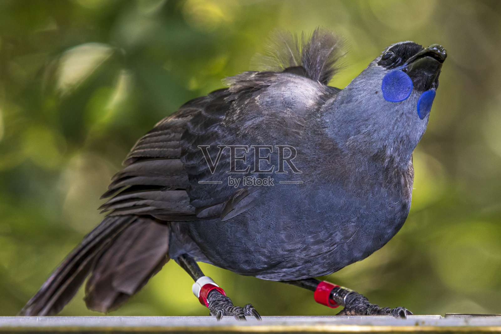 Kokako，鸟在Tiritiri matango。照片摄影图片