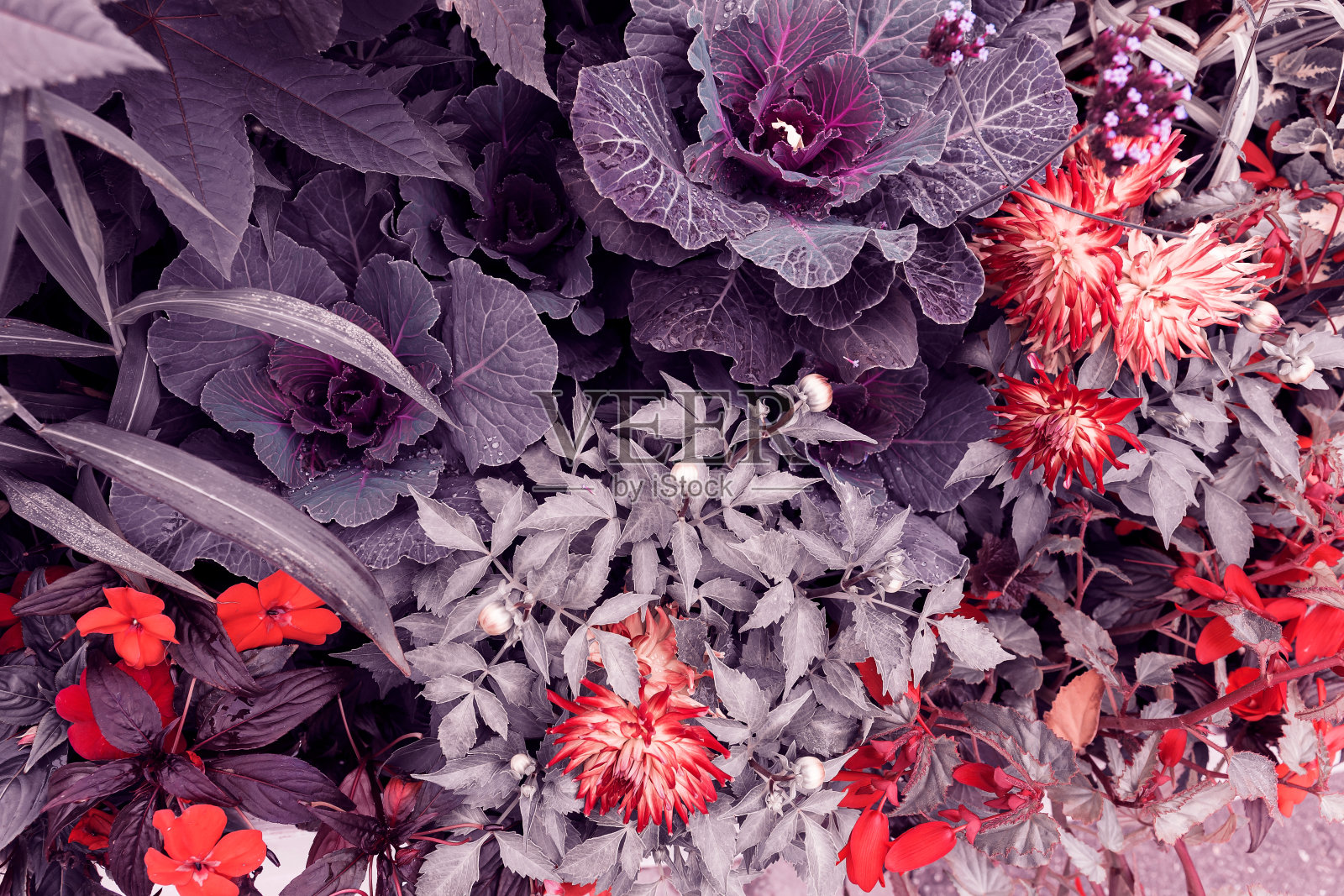 开花植物和花的背景。照片摄影图片