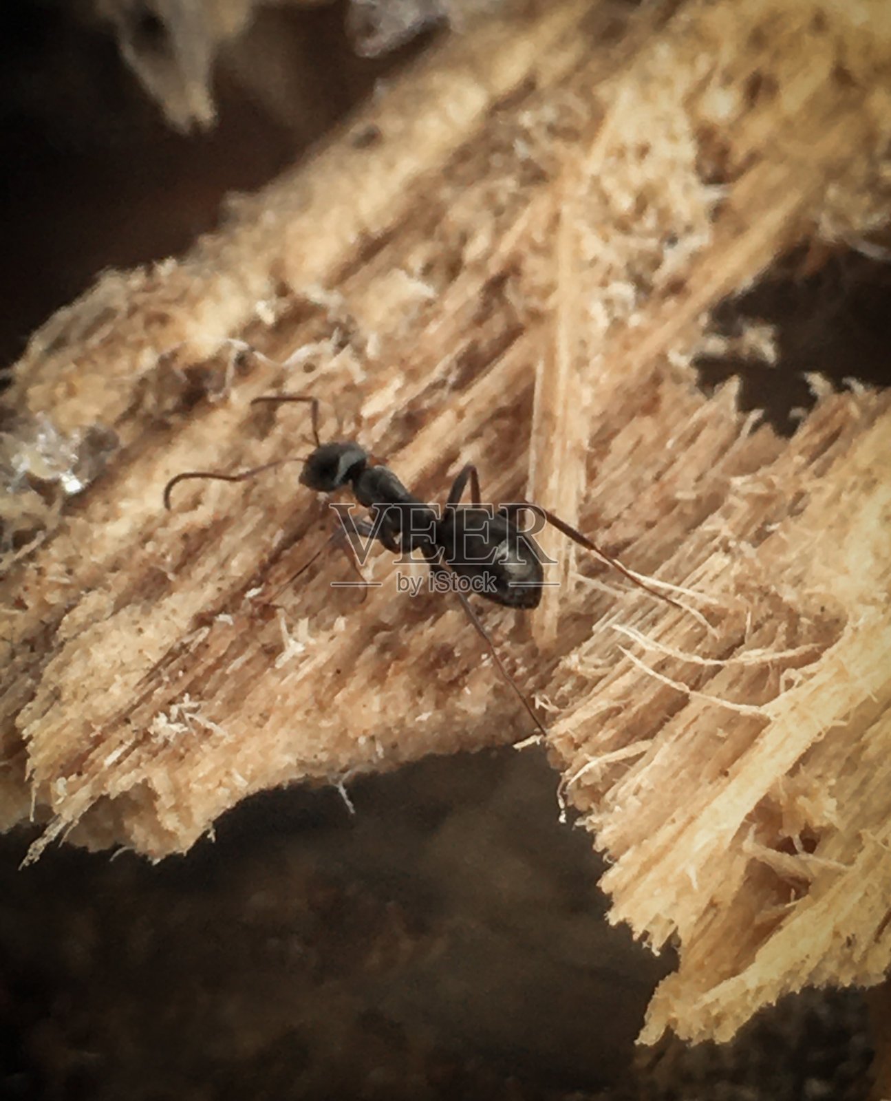 黑木匠蚁对住宅中的木材造成破坏照片摄影图片