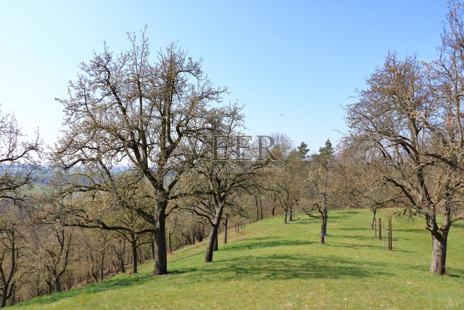 分散开花的野生梨树在草地上，Burgstädtl, Kreischa，德累斯顿，德国，欧洲照片摄影图片