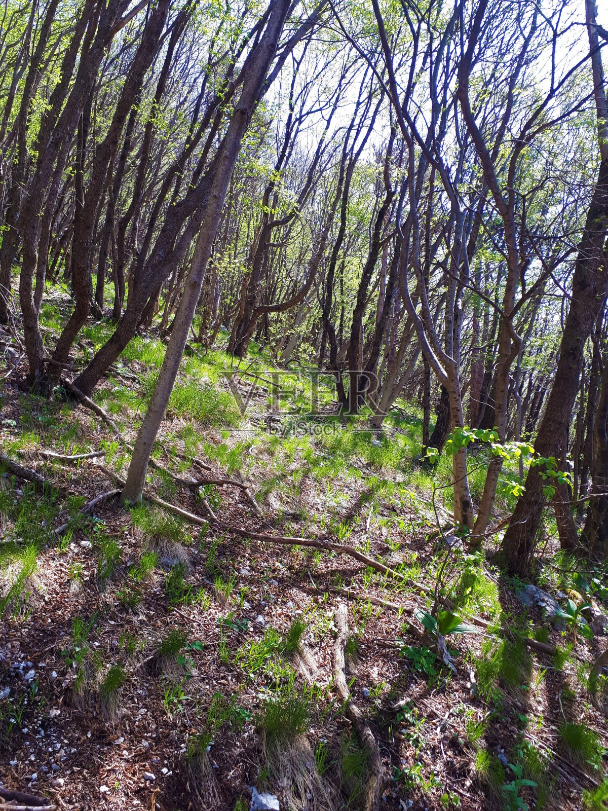 跳鹅耳枥森林照片摄影图片