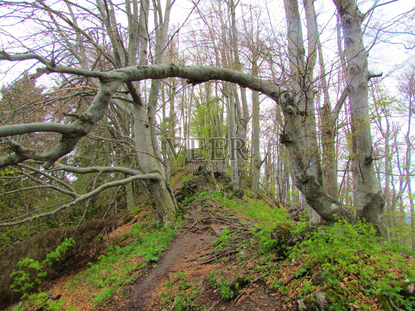 山毛榉森林照片摄影图片