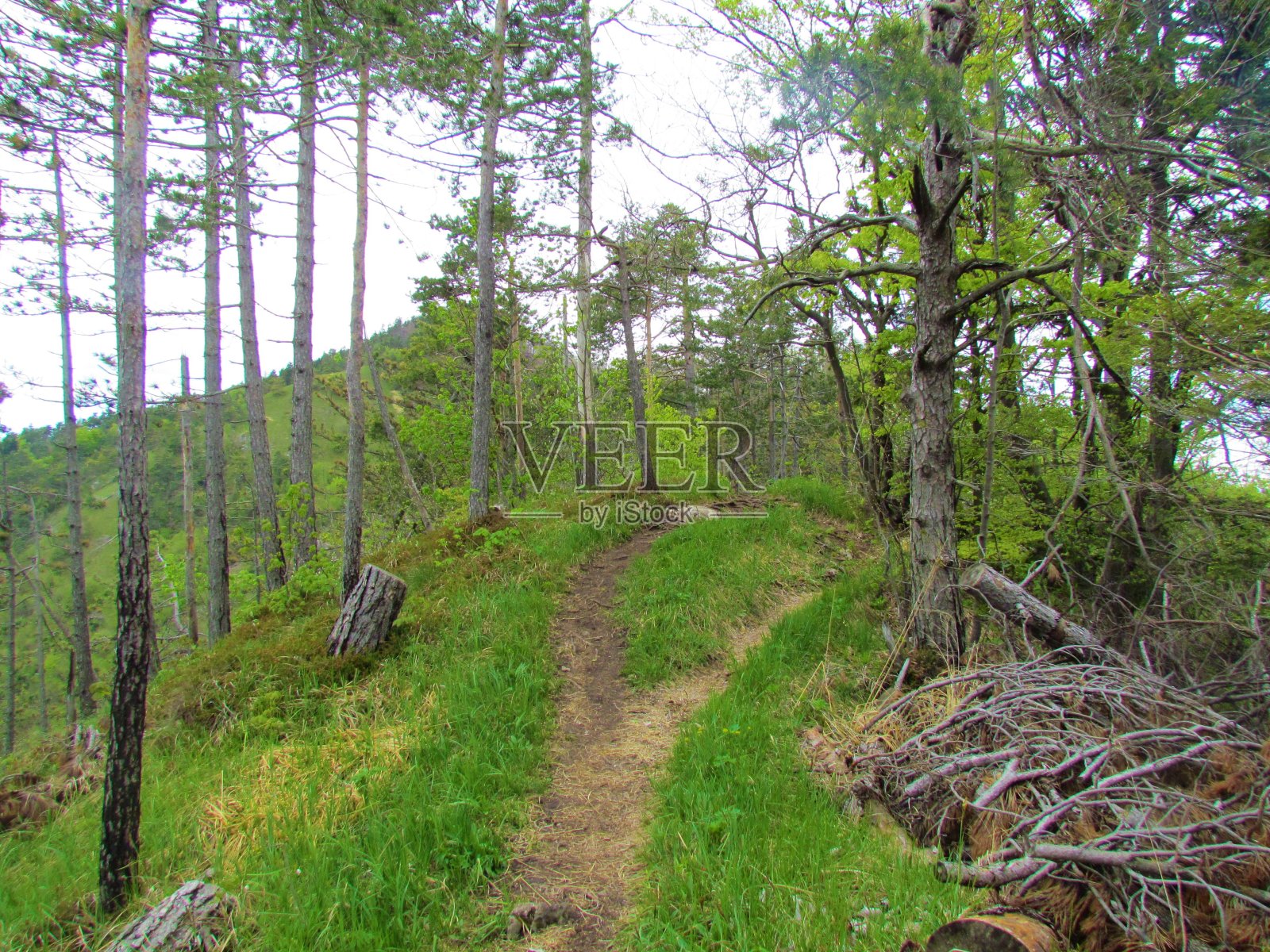 山毛榉森林照片摄影图片