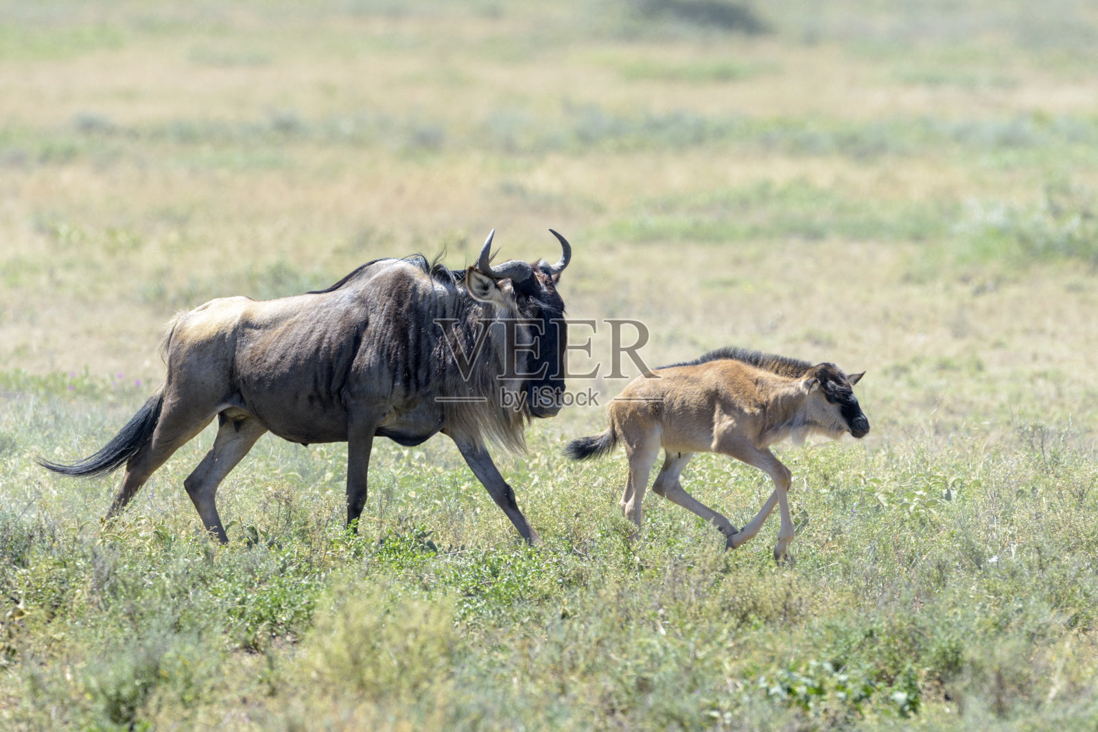蓝色角马(金牛座)照片摄影图片