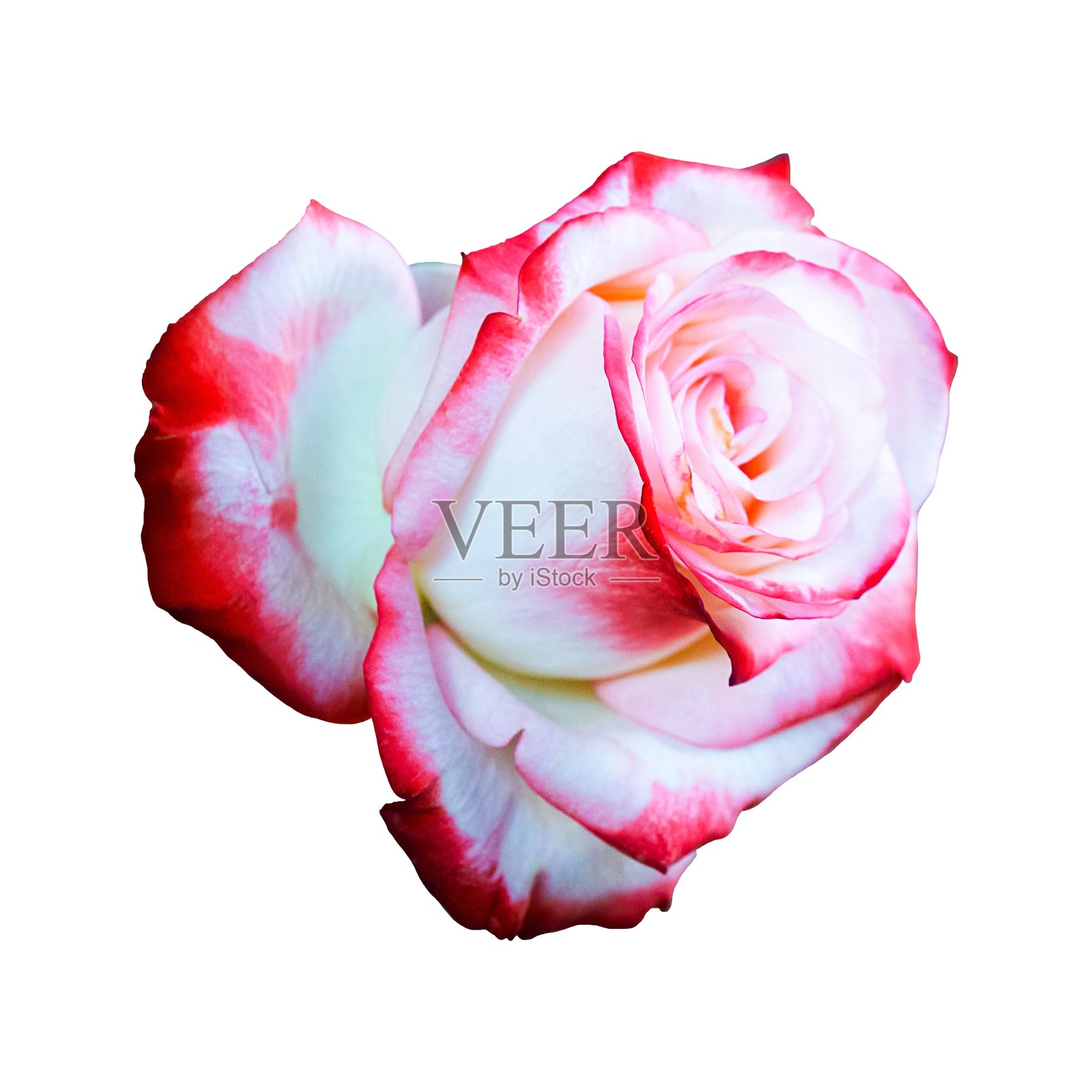 美丽的玫瑰花孤立在白色的背景，花为情人和婚礼照片摄影图片