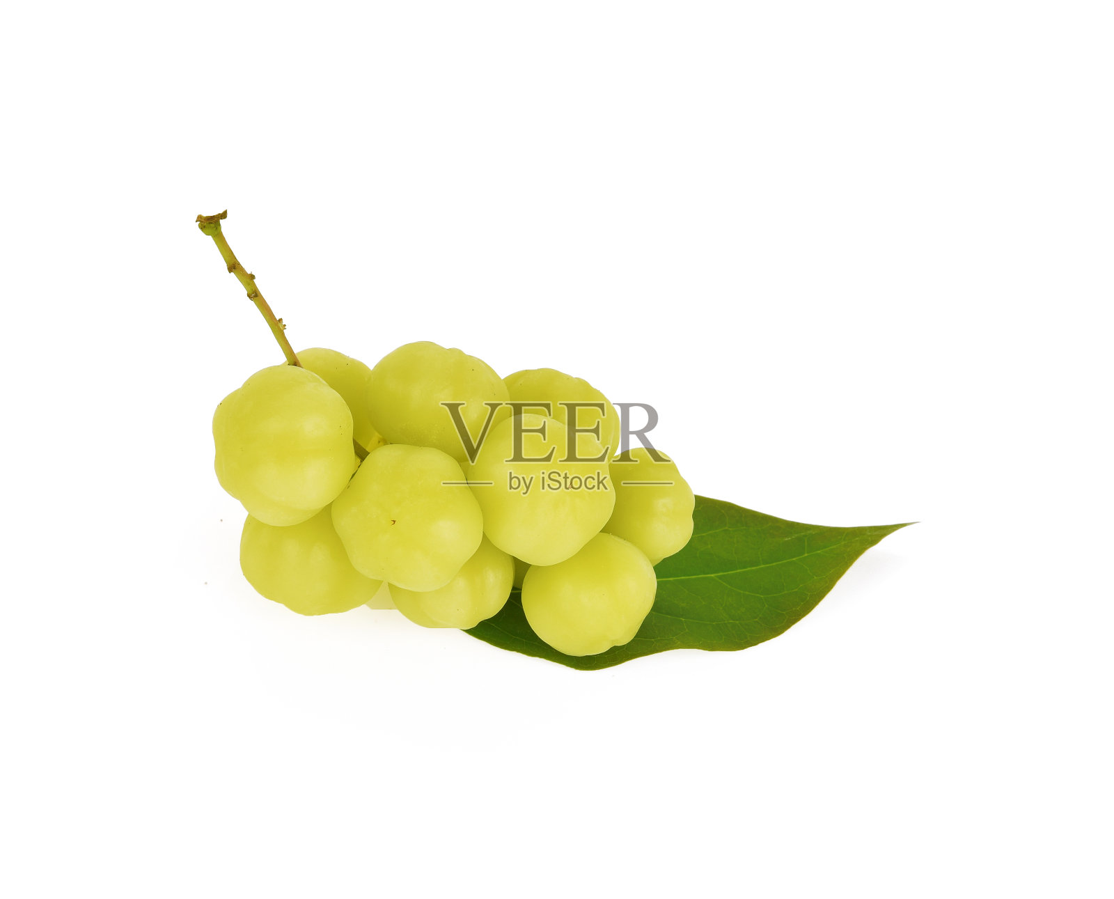 白色背景上的星星醋栗照片摄影图片