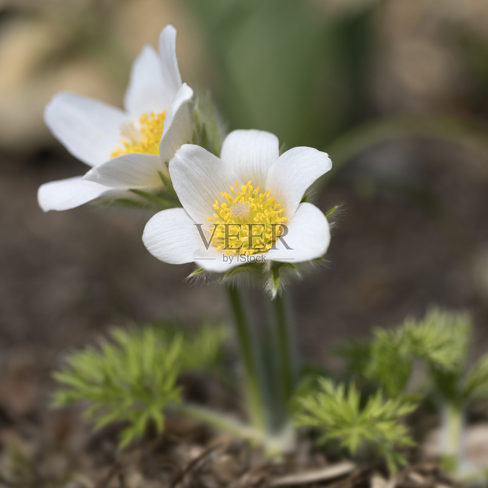 花园里盛开的白头翁花照片摄影图片