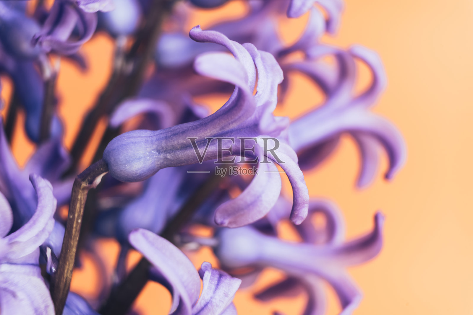 靠近美丽的紫色风信子花在花瓶上的黄色背景。照片摄影图片