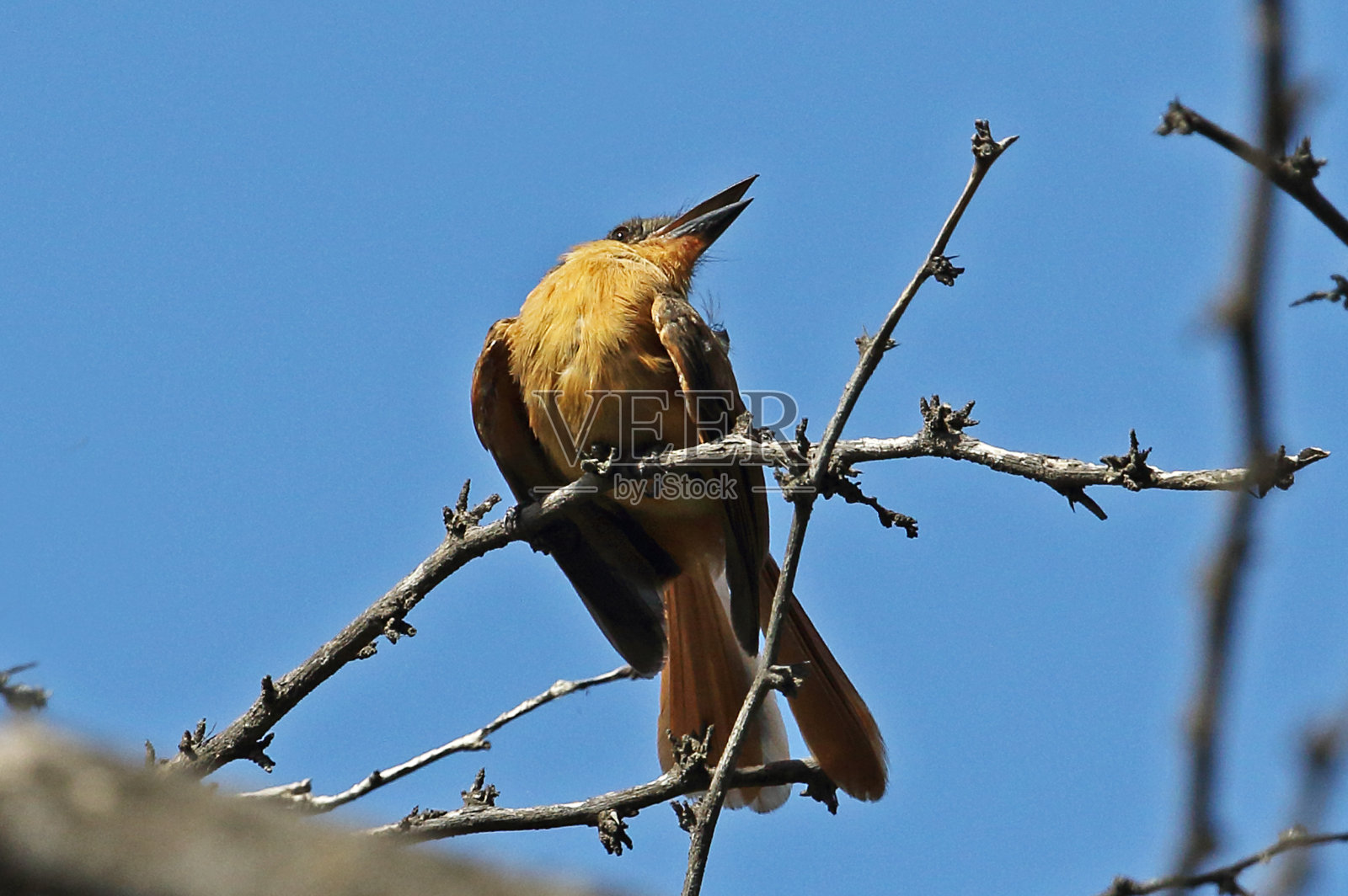红褐色的捕蝇草照片摄影图片