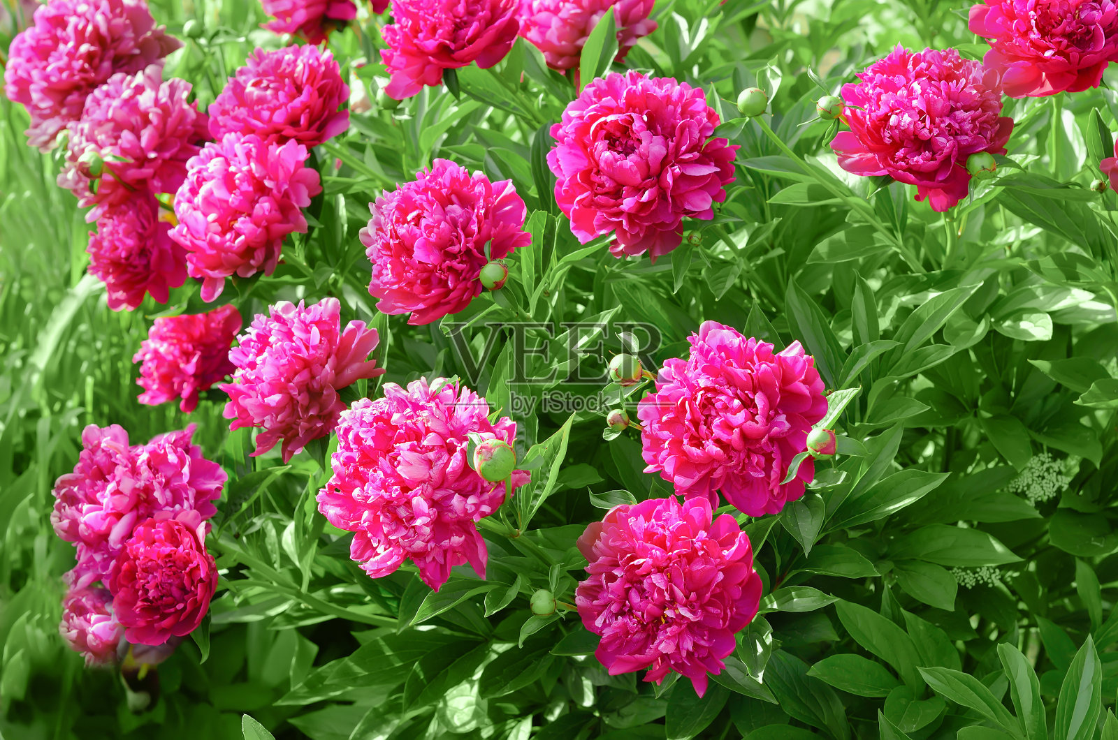 美丽的牡丹照片摄影图片