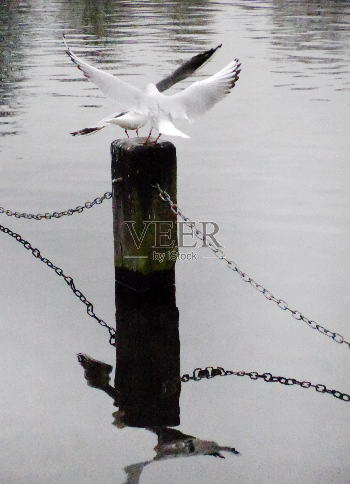 水鸟的讨论照片摄影图片