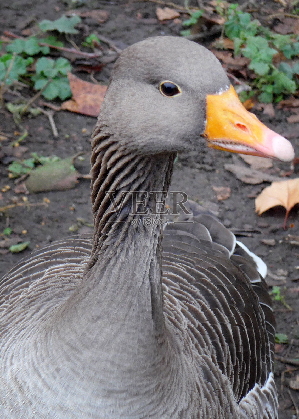 鸭测验照片摄影图片