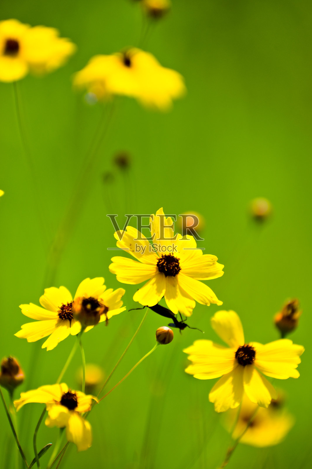 美丽的黄色的野花照片摄影图片