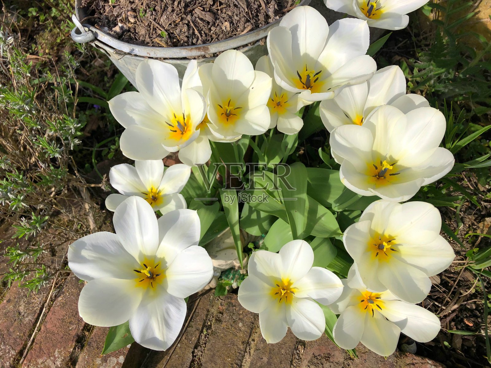 奶油白色郁金香照片摄影图片