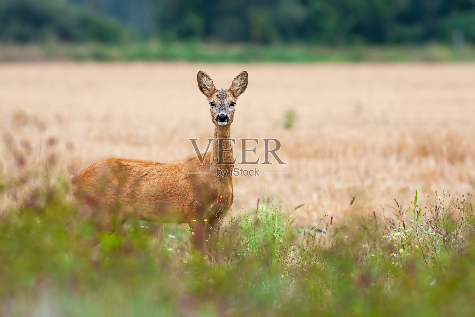 可爱的狍子母鹿看着一边在农村的谷地。照片摄影图片
