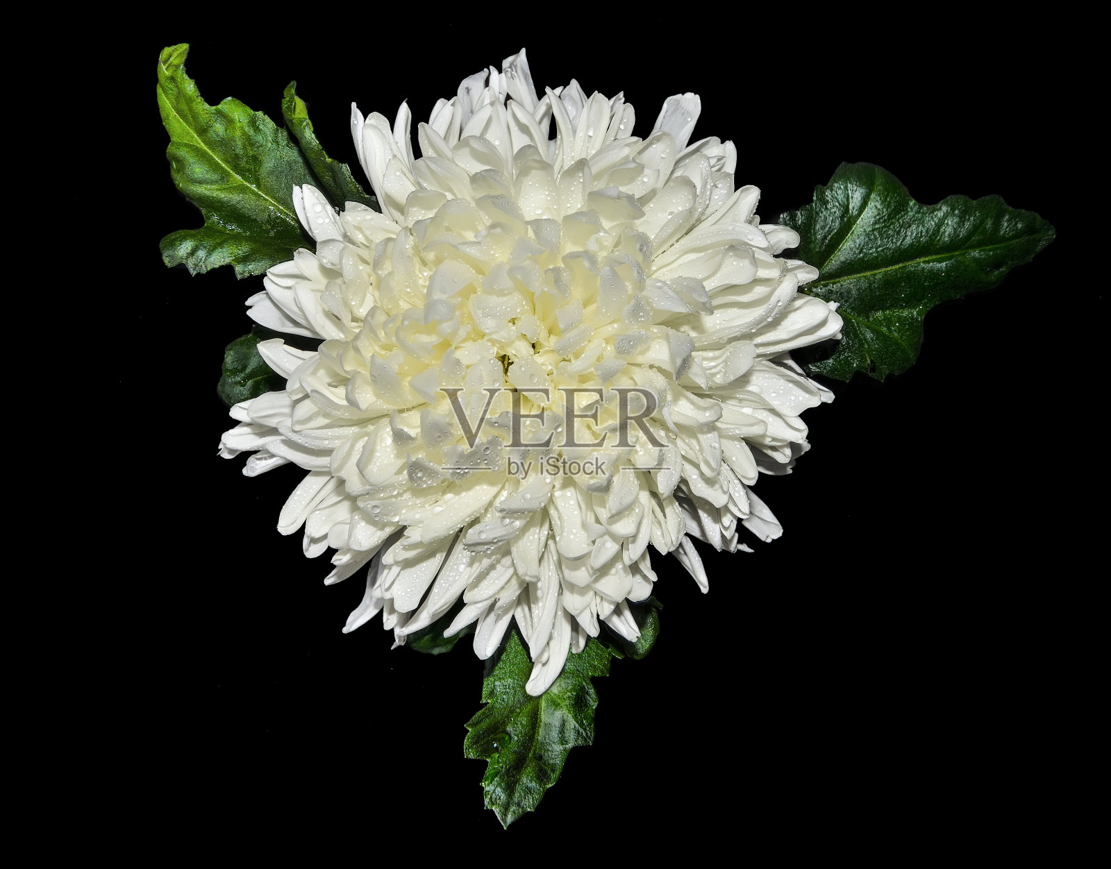 单湿白色菊花近距离在黑色背景孤立照片摄影图片