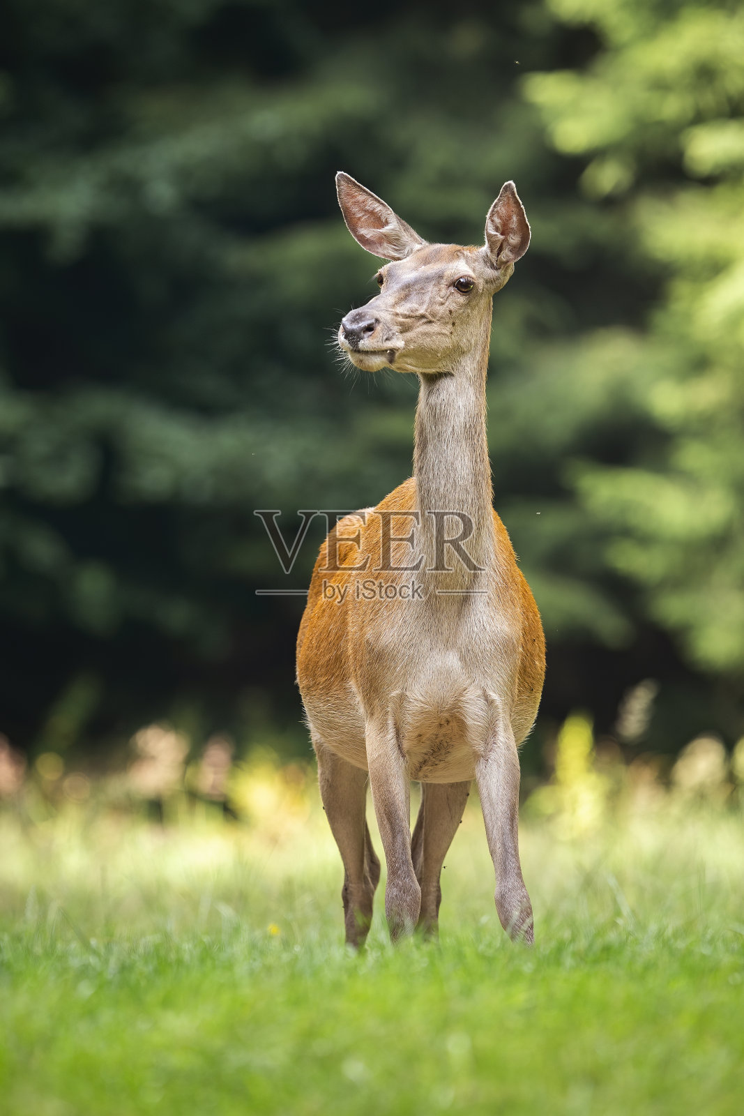 害羞的马鹿后听着从正面的绿色草地照片摄影图片