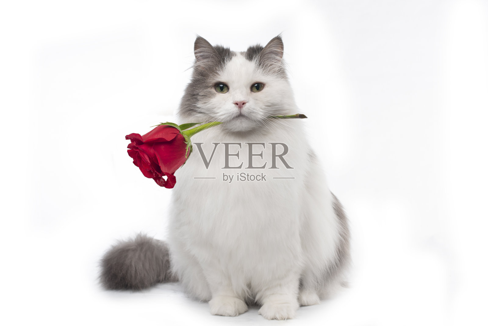 毛茸茸的猫戴着一朵红玫瑰。照片摄影图片