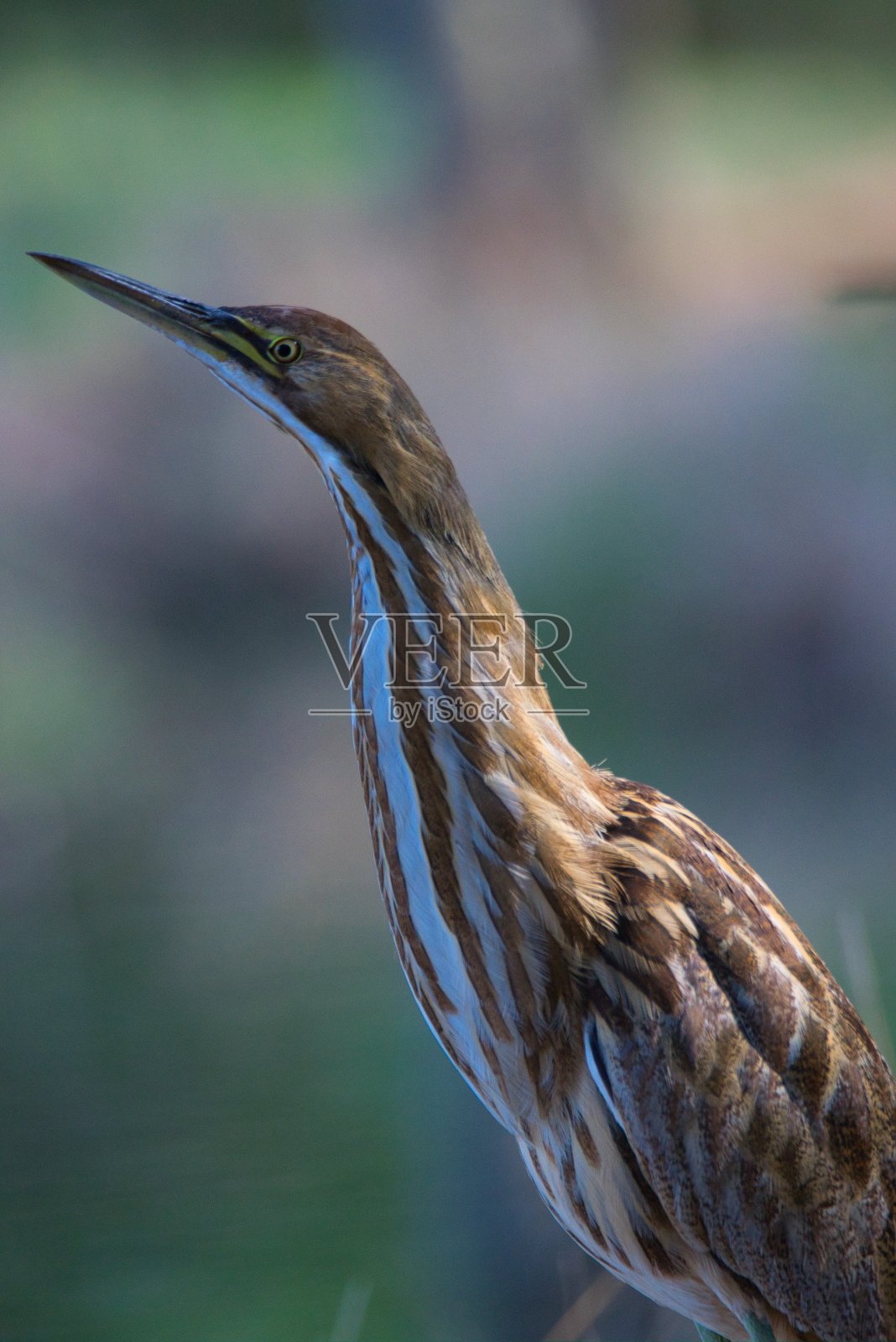 美国卤照片摄影图片