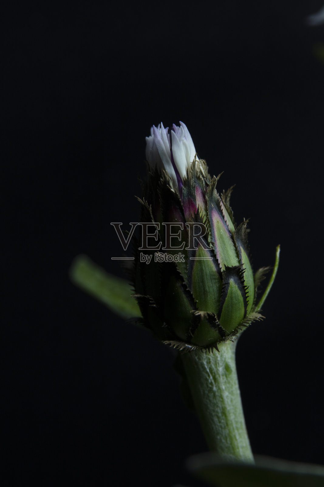 玉米花(单身汉钮扣)照片摄影图片