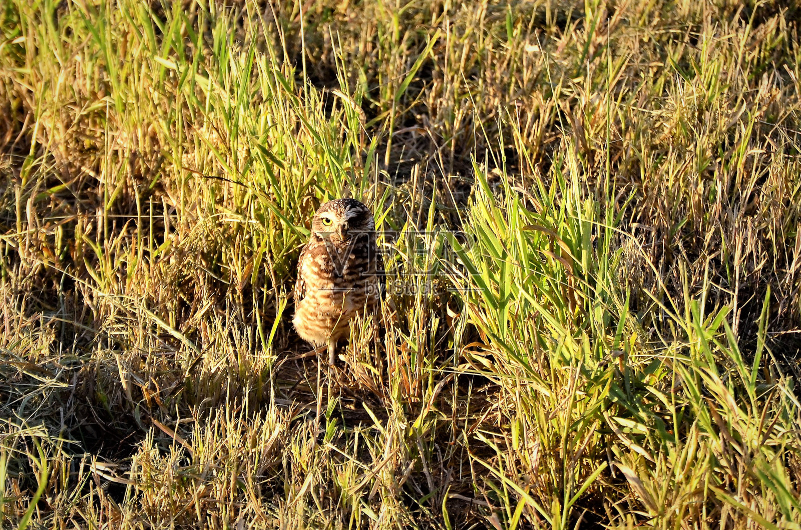 一株安静的雅典娜花在田野的草地上照片摄影图片