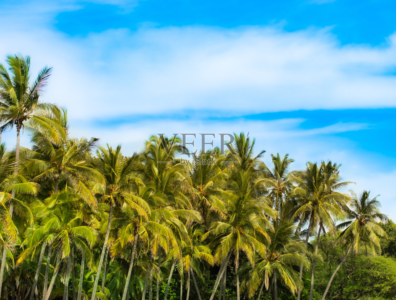 夏威夷大岛的沙滩上有棕榈树照片摄影图片