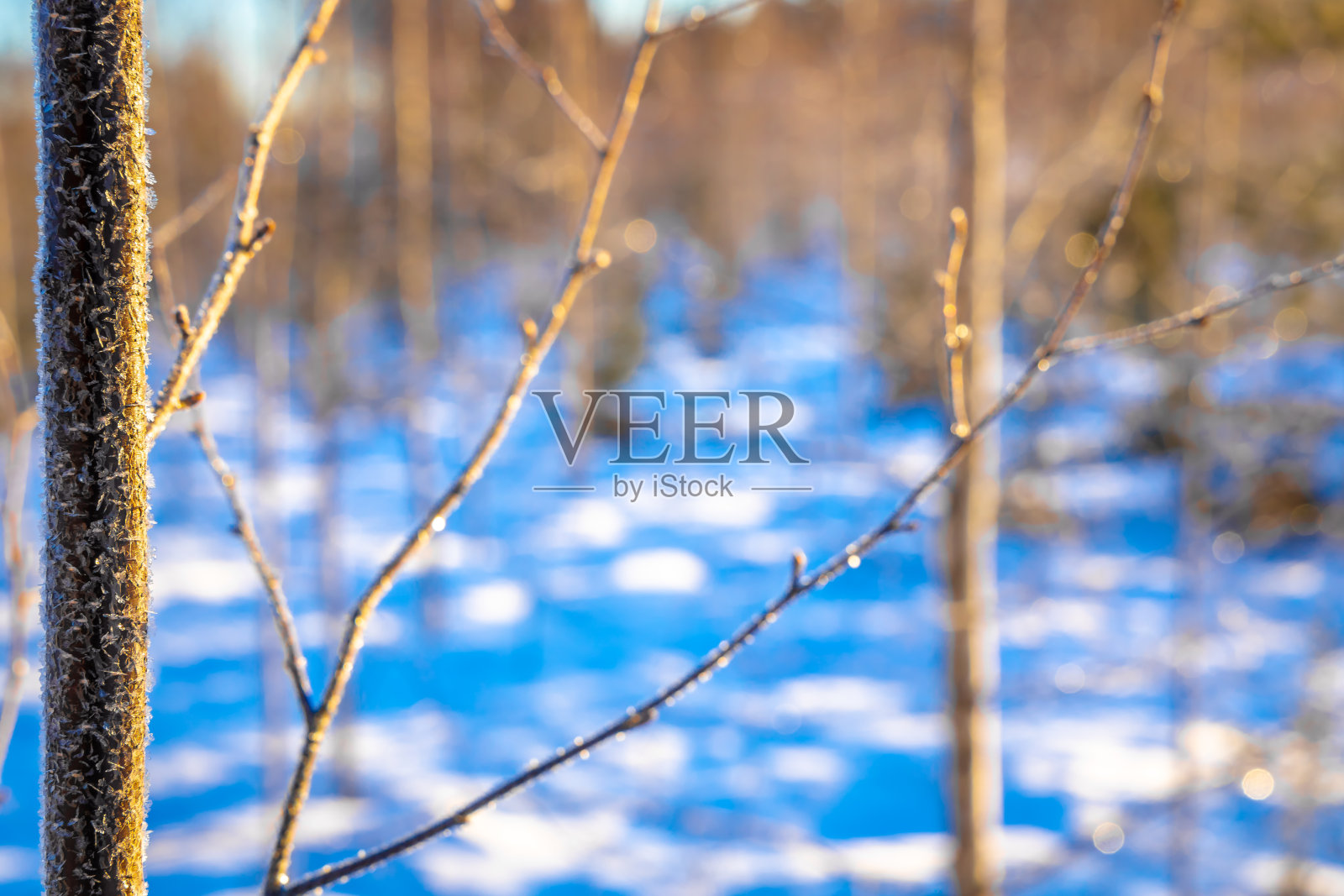 冬天早晨的森林照片摄影图片