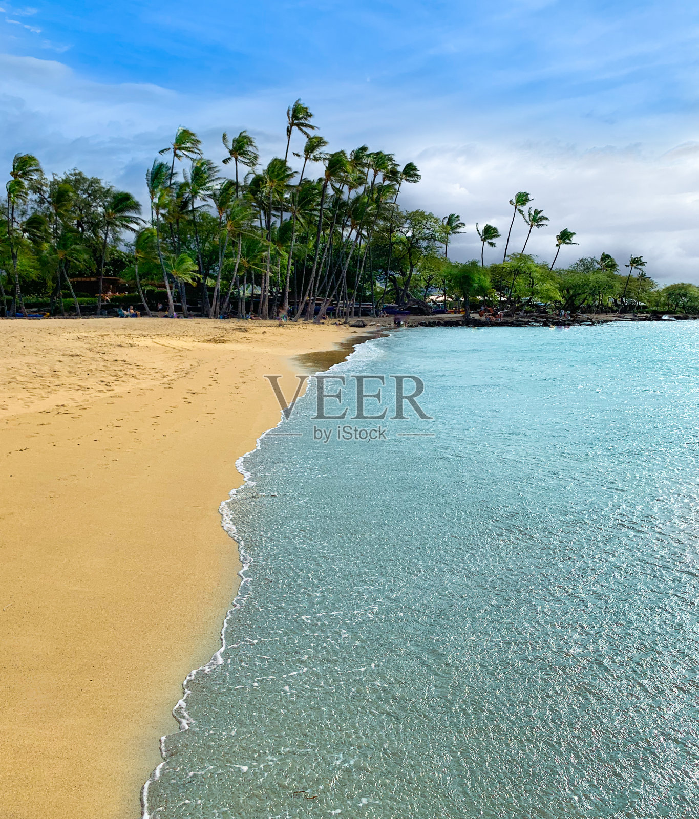 夏威夷大岛的沙滩上有棕榈树照片摄影图片