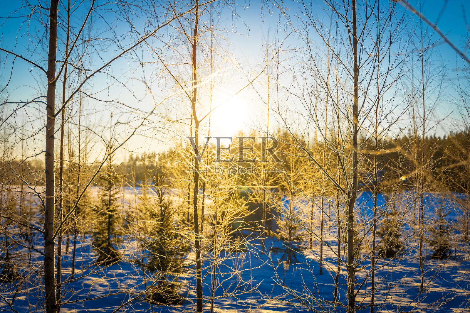 冬天早晨的森林照片摄影图片