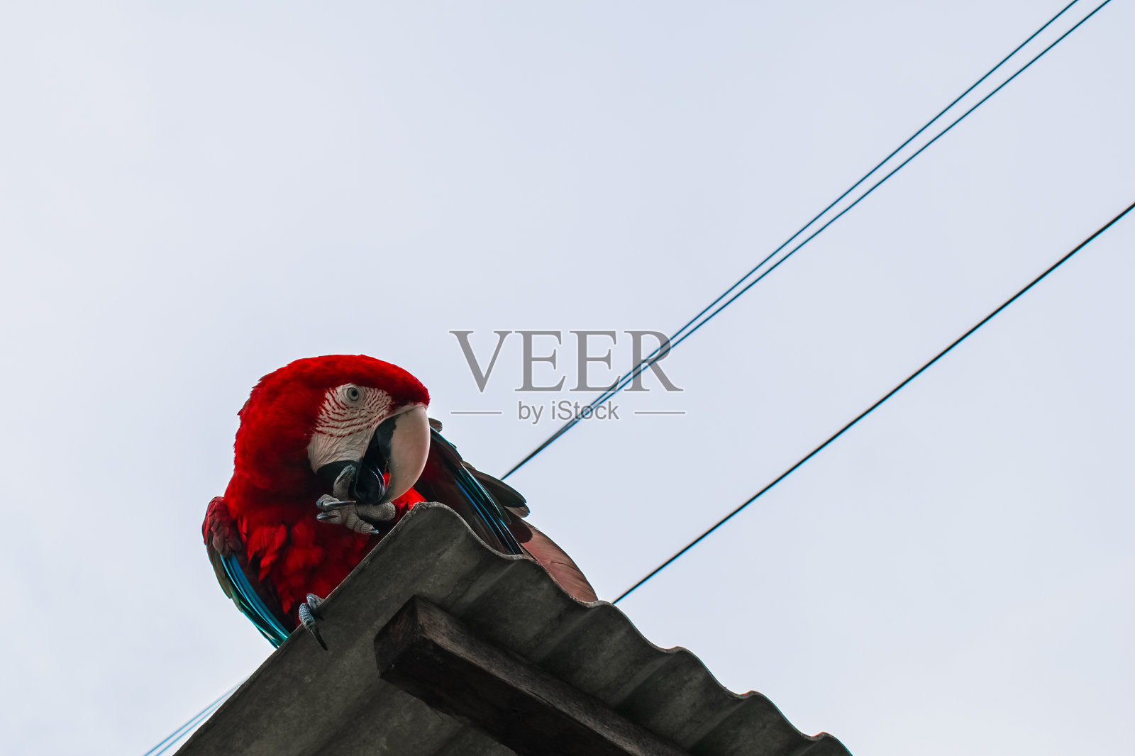 红金刚鹦鹉照片摄影图片