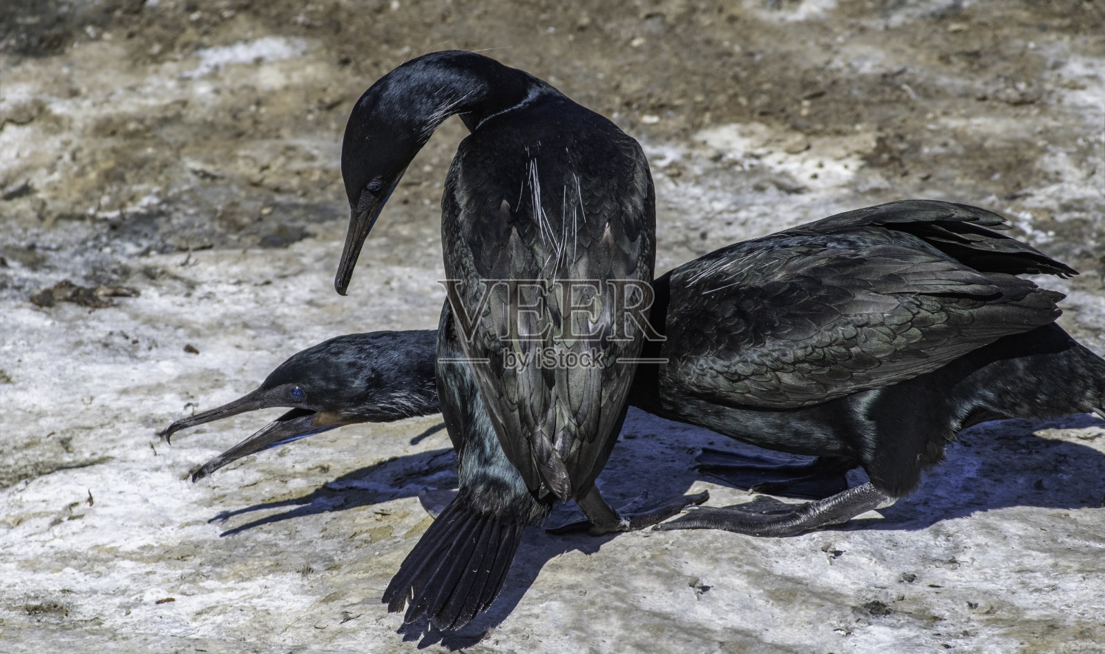 鸬鹚太阳舞照片摄影图片