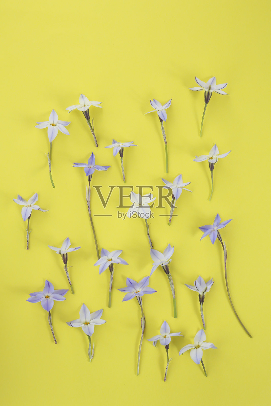 季节性鲜艳的花背景蓝色的春天星星花照片摄影图片