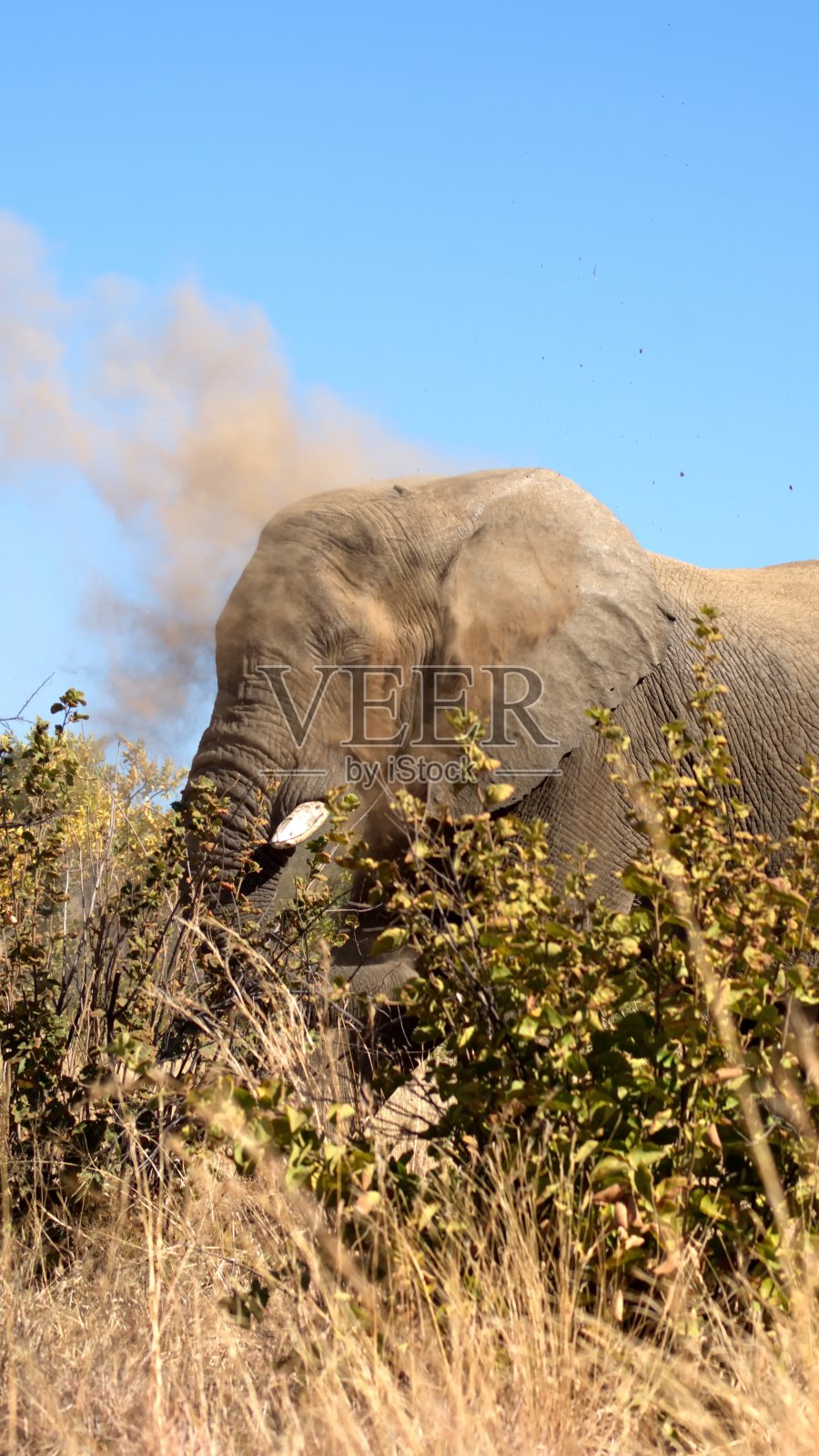 这是一只大象在洗泥浴的特写镜头照片摄影图片