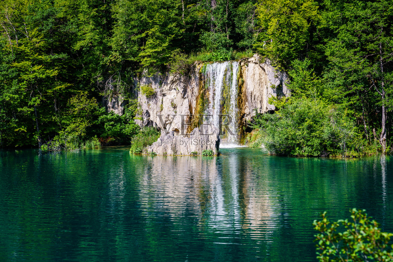 湖边的植物照片摄影图片