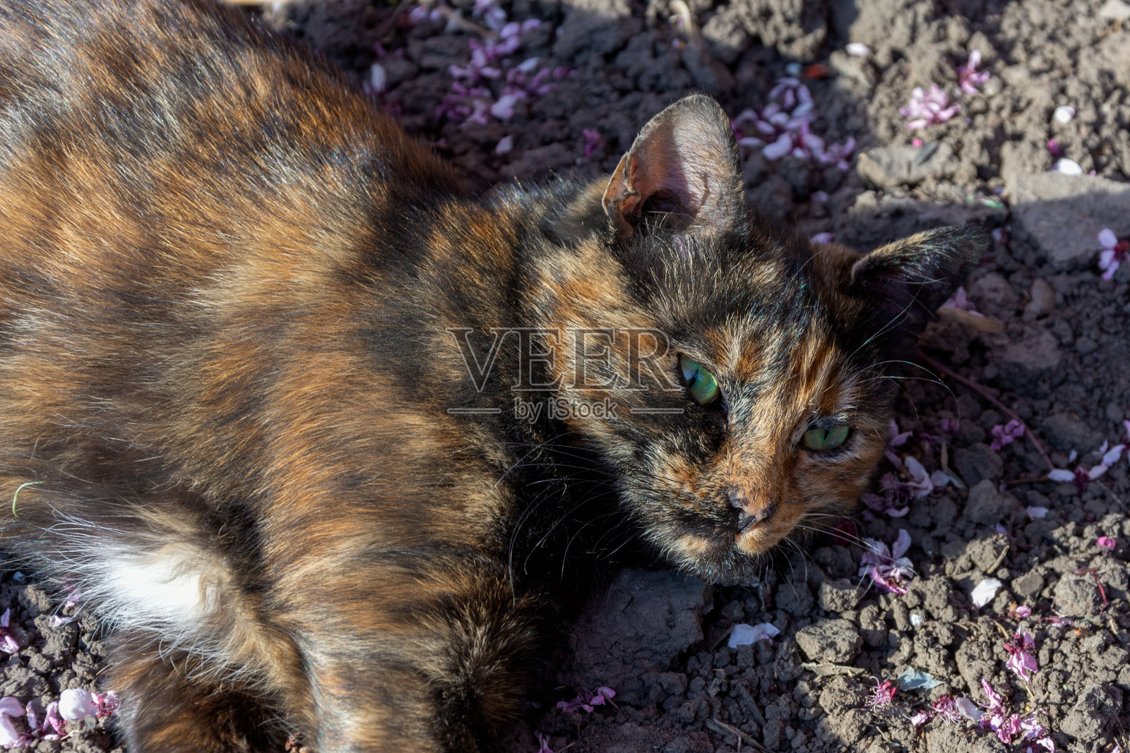 一只悲伤的猫躺在草地上。街猫照片摄影图片